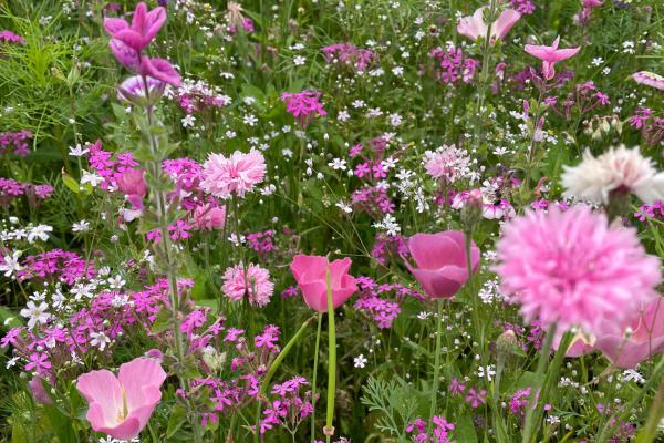 Gratis EleganSaat rosa Saatguttütchen